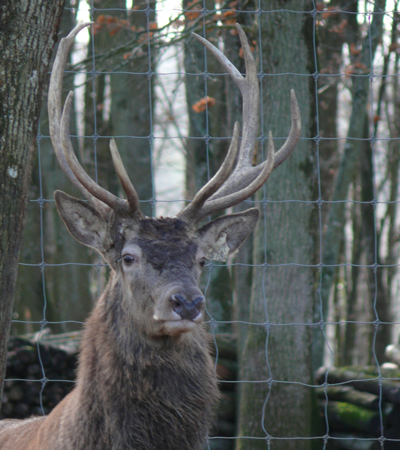 Cérellement Vôtre Municipal 2008